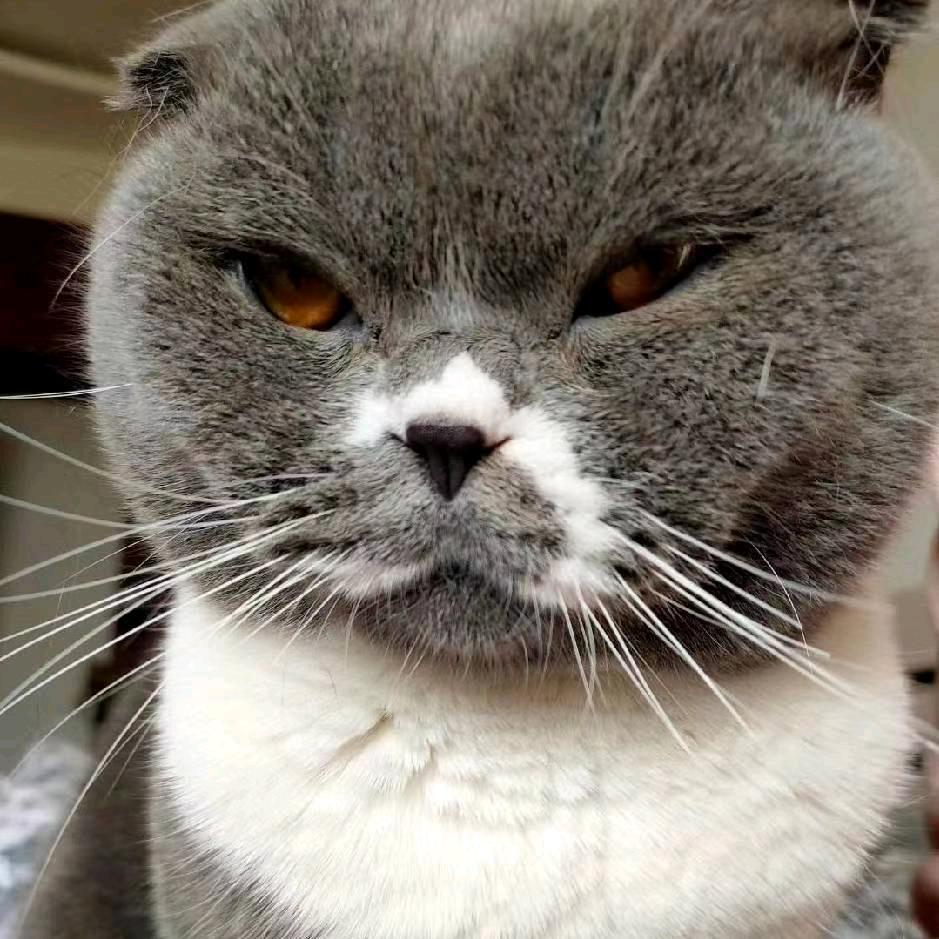 小王不说谎（回族）