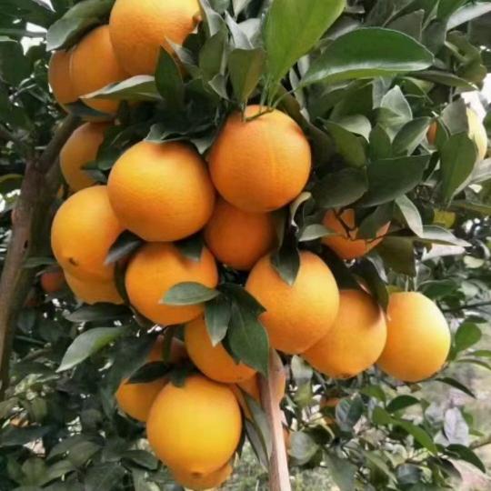 赣南脐橙，赣南春橙