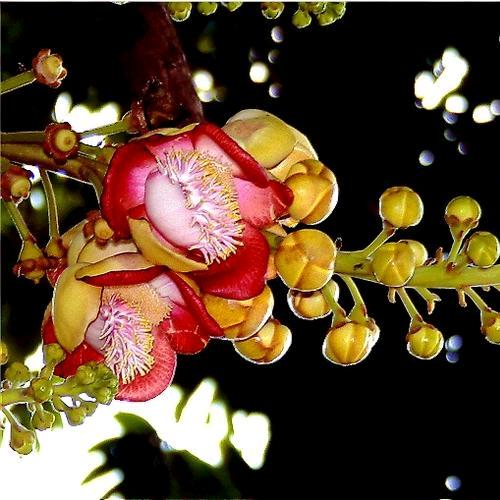 菩提·花开
