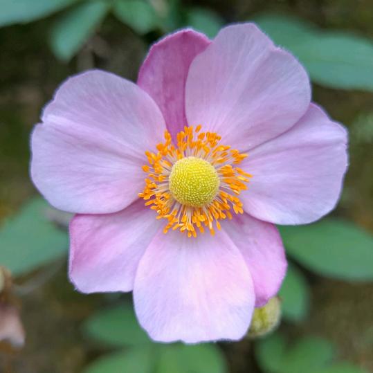 寒梅花