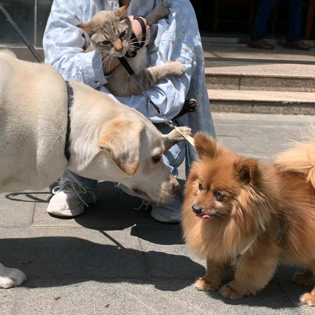 晨晓的喵哥汪弟