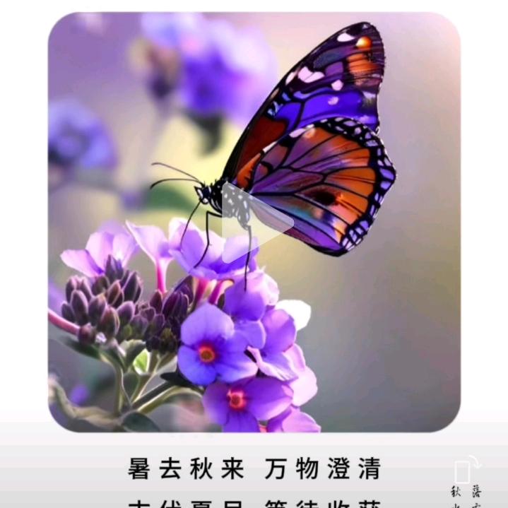 莹火虫