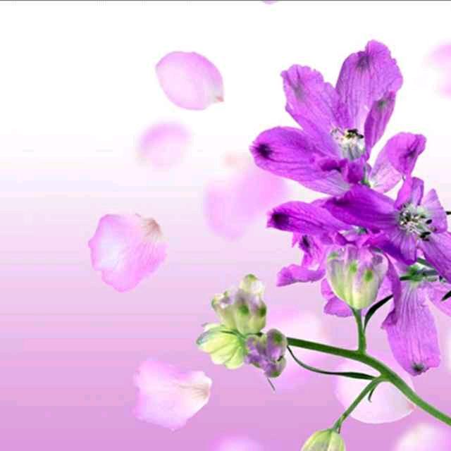 紫伊