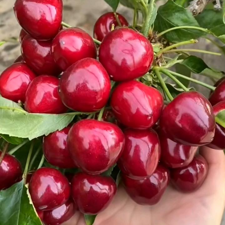 春天花会开