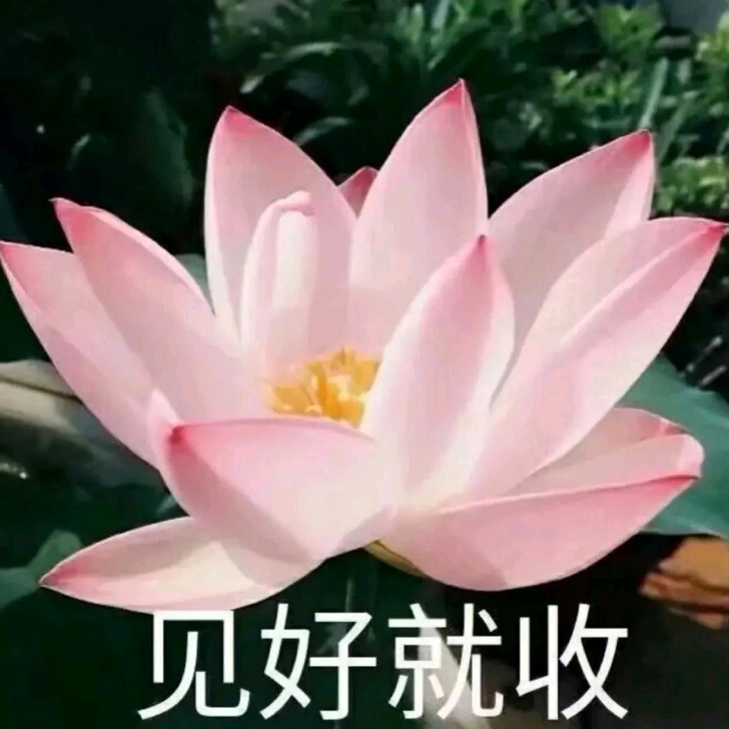 何日君