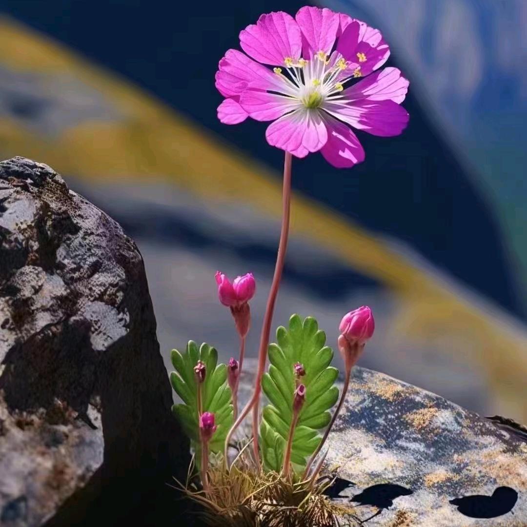 ࿐邬郁❤️‍🔥格桑措🌏