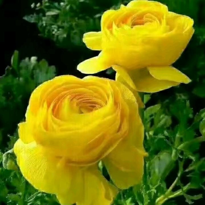 🌹🌹