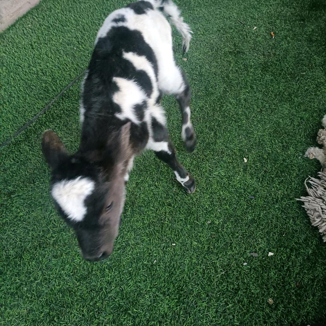 咪咪♥😘😘😘