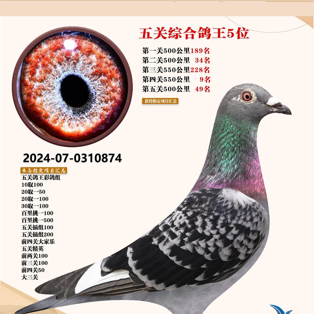 九五鸽苑小号