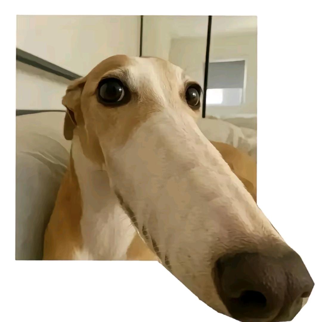 零肆
