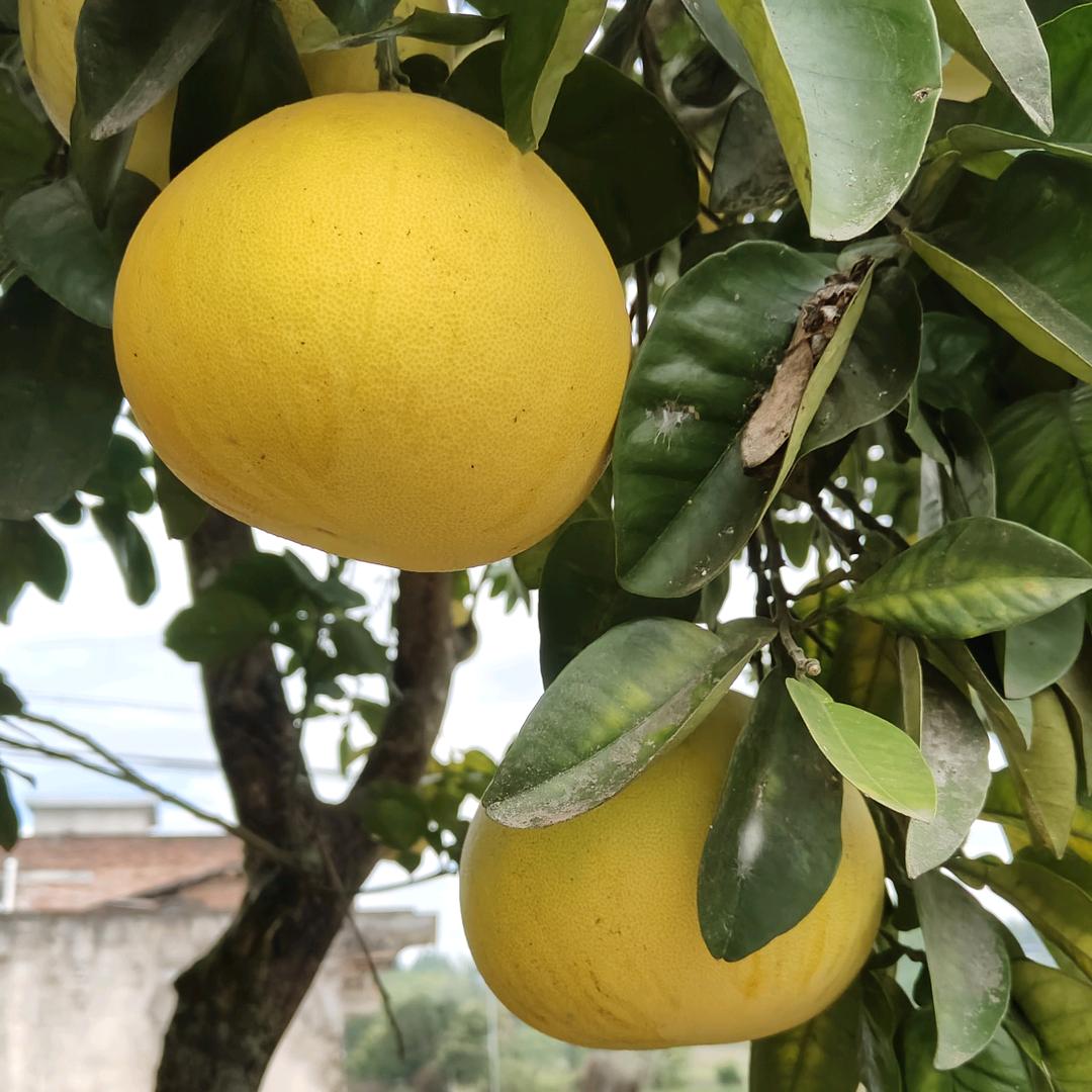 梁平乡村土特产