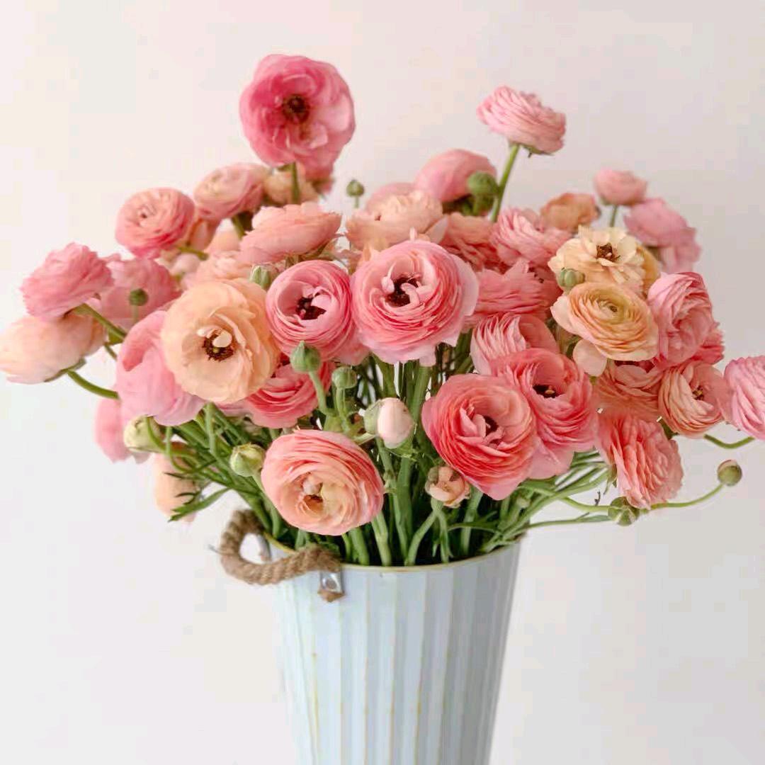 馨颖花语