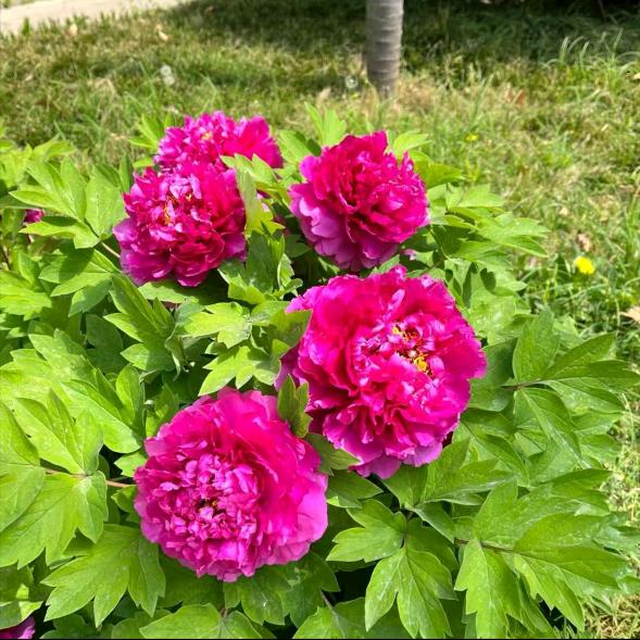 荔枝供货商(江西省可送货上门