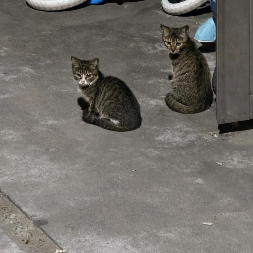 燕润凯润滑油优选店