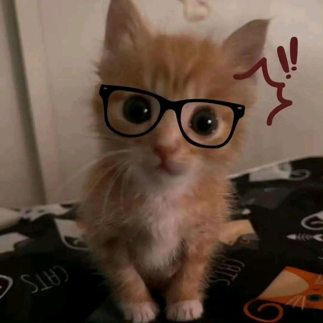 猫猫柬DTX