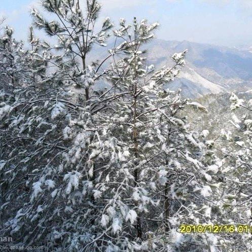 傲雪凌霜
