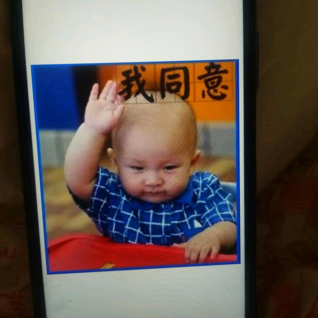 万年松