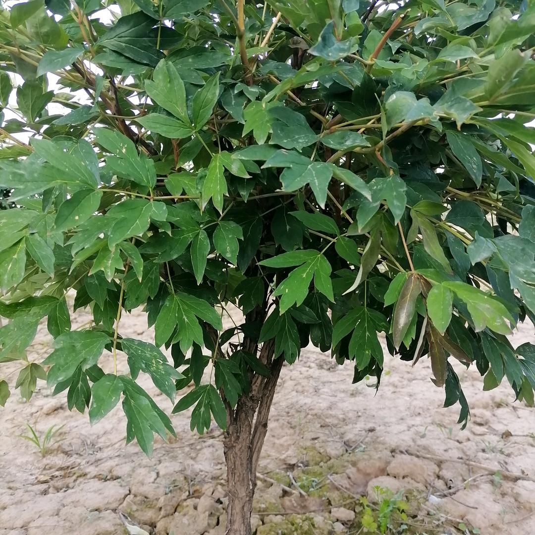 看破红尘