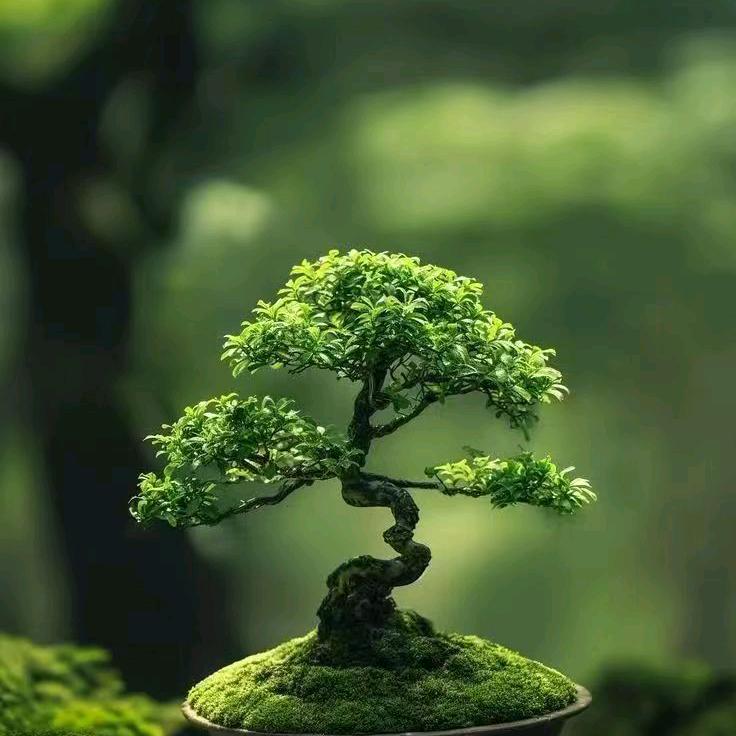 自力更生