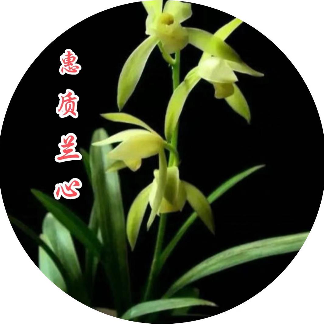 惠质兰心