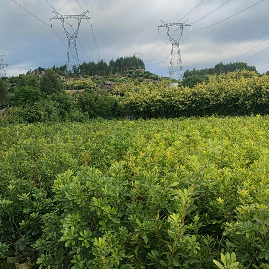 顺益果树苗木专营店