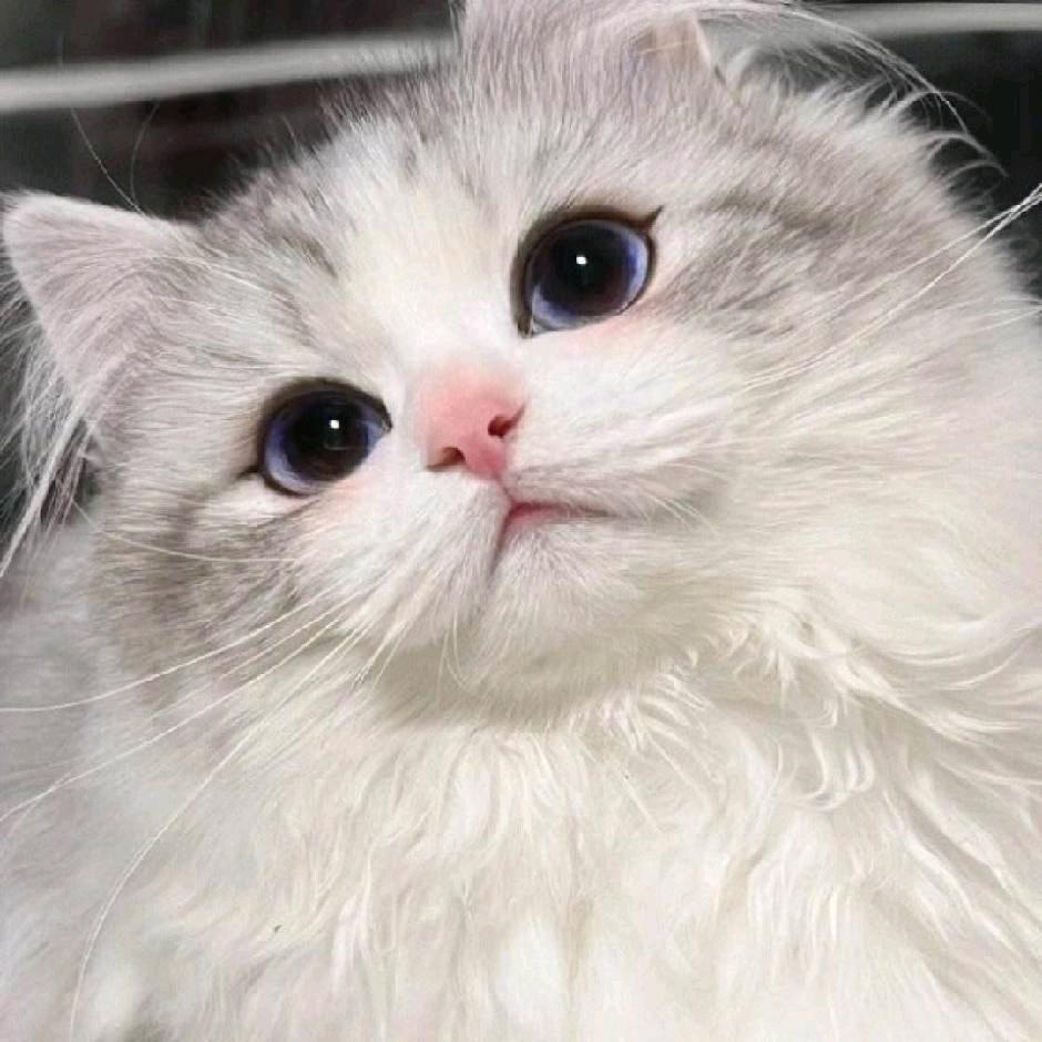 （清）