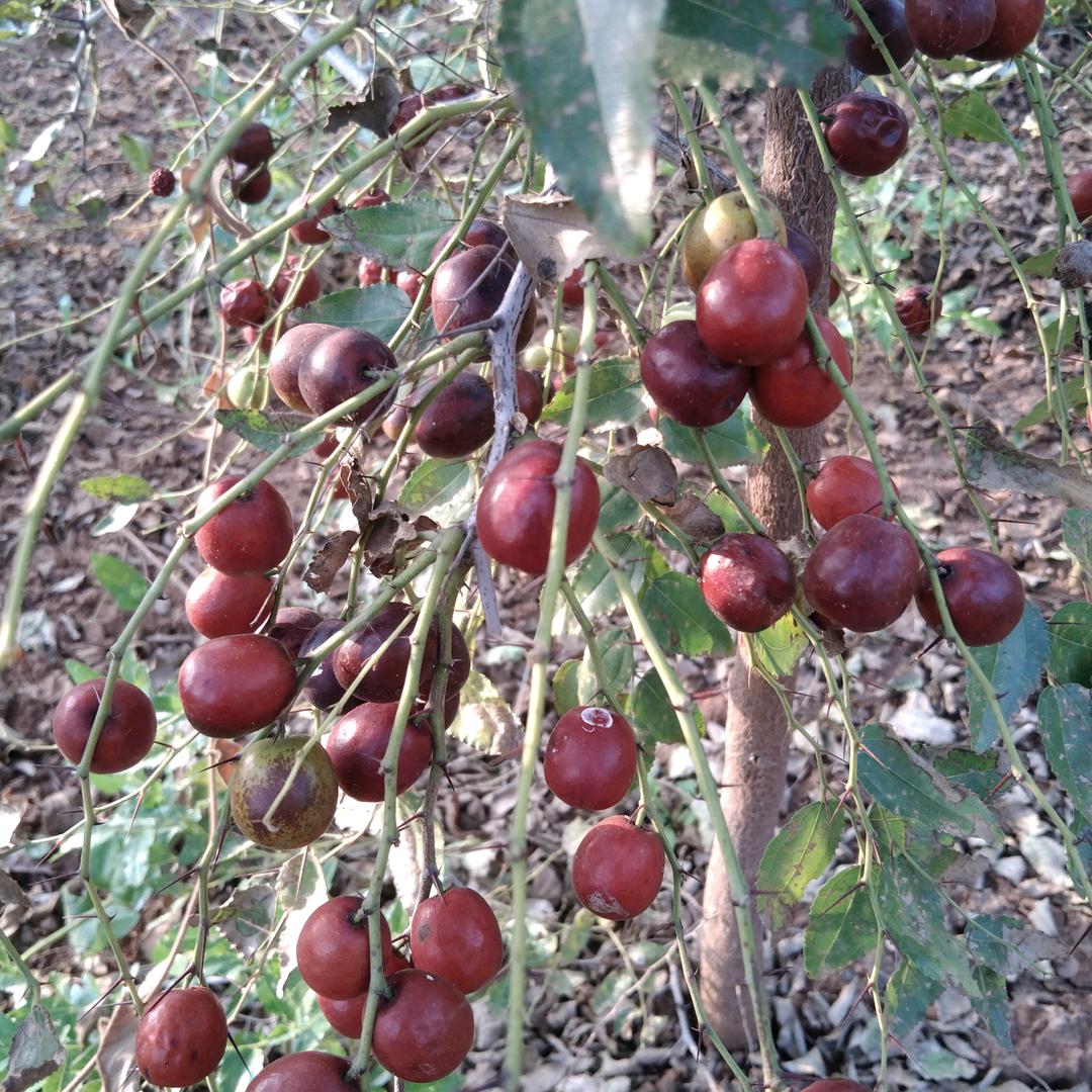 兴宏中药材（酸枣苗）