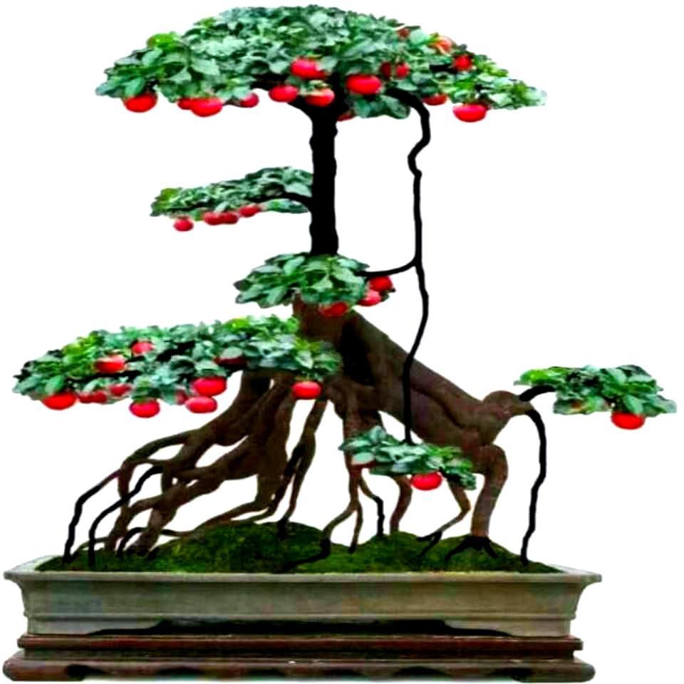 宜昌市盆景龚园艺场