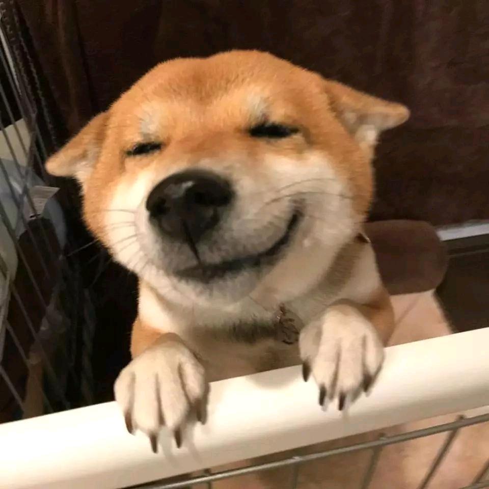 快乐小狗🐶