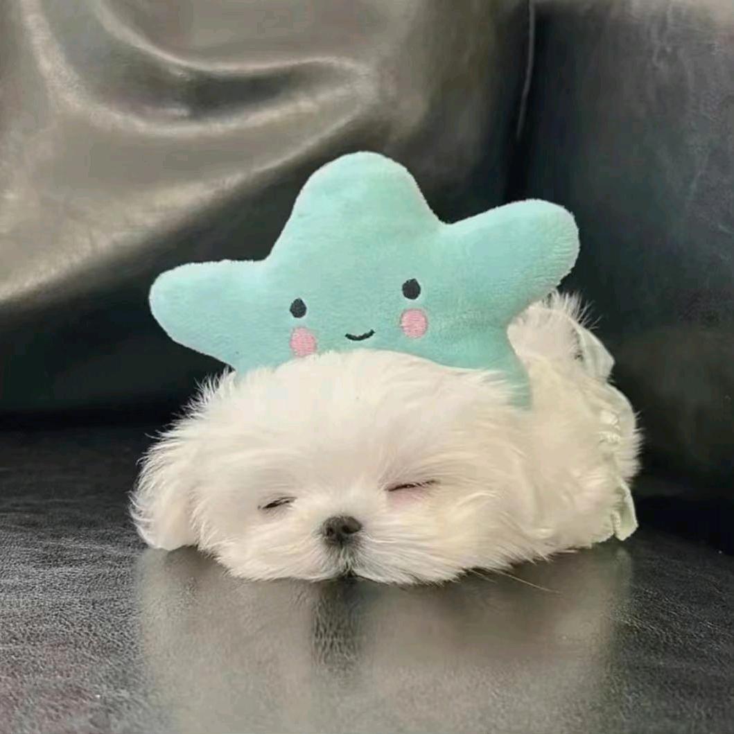 AAA保卫处少爷