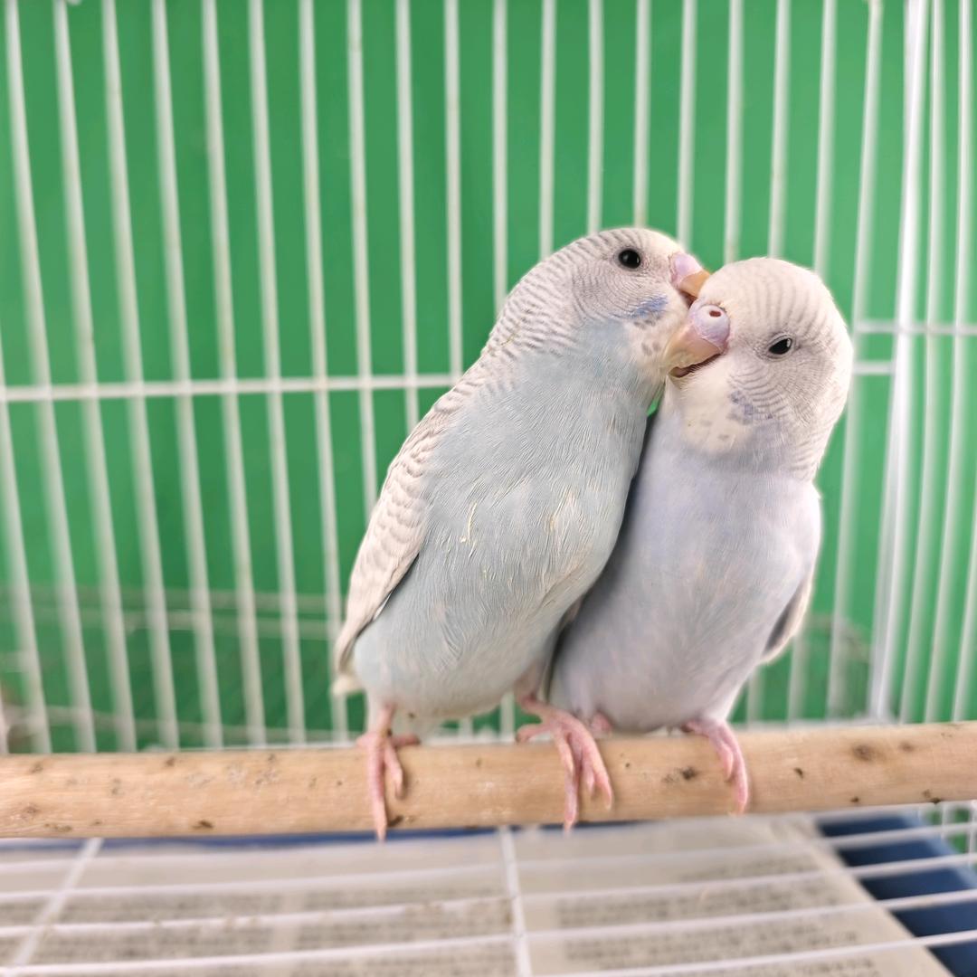 虎皮鹦鹉养殖基地