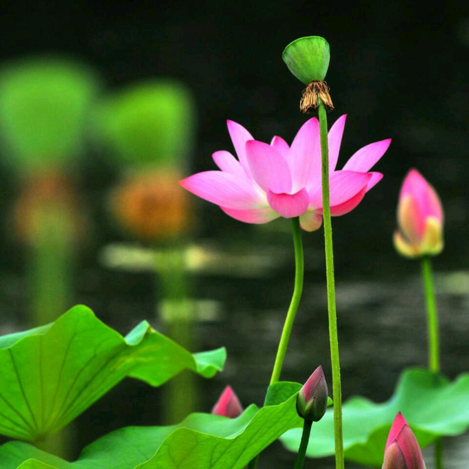 果圆