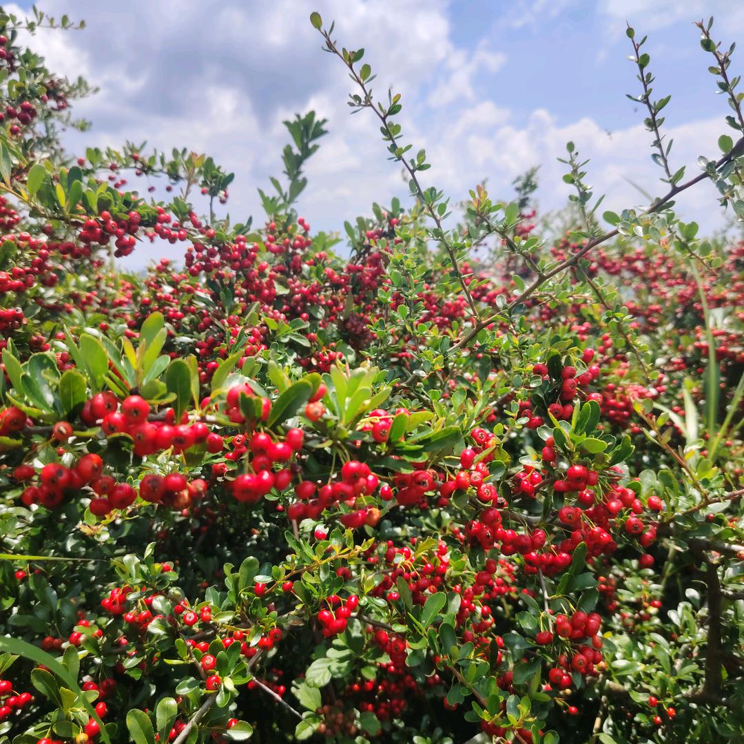 糖心荷包蛋🐭¹⁹⁹⁶.₀₁.₀₆