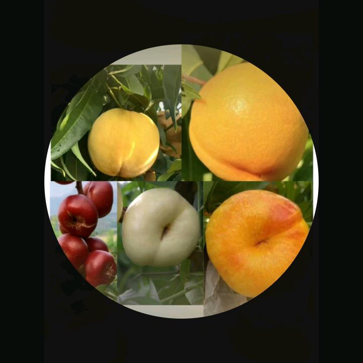 老家蒙阴蜜桃苹果吃过都是回头客