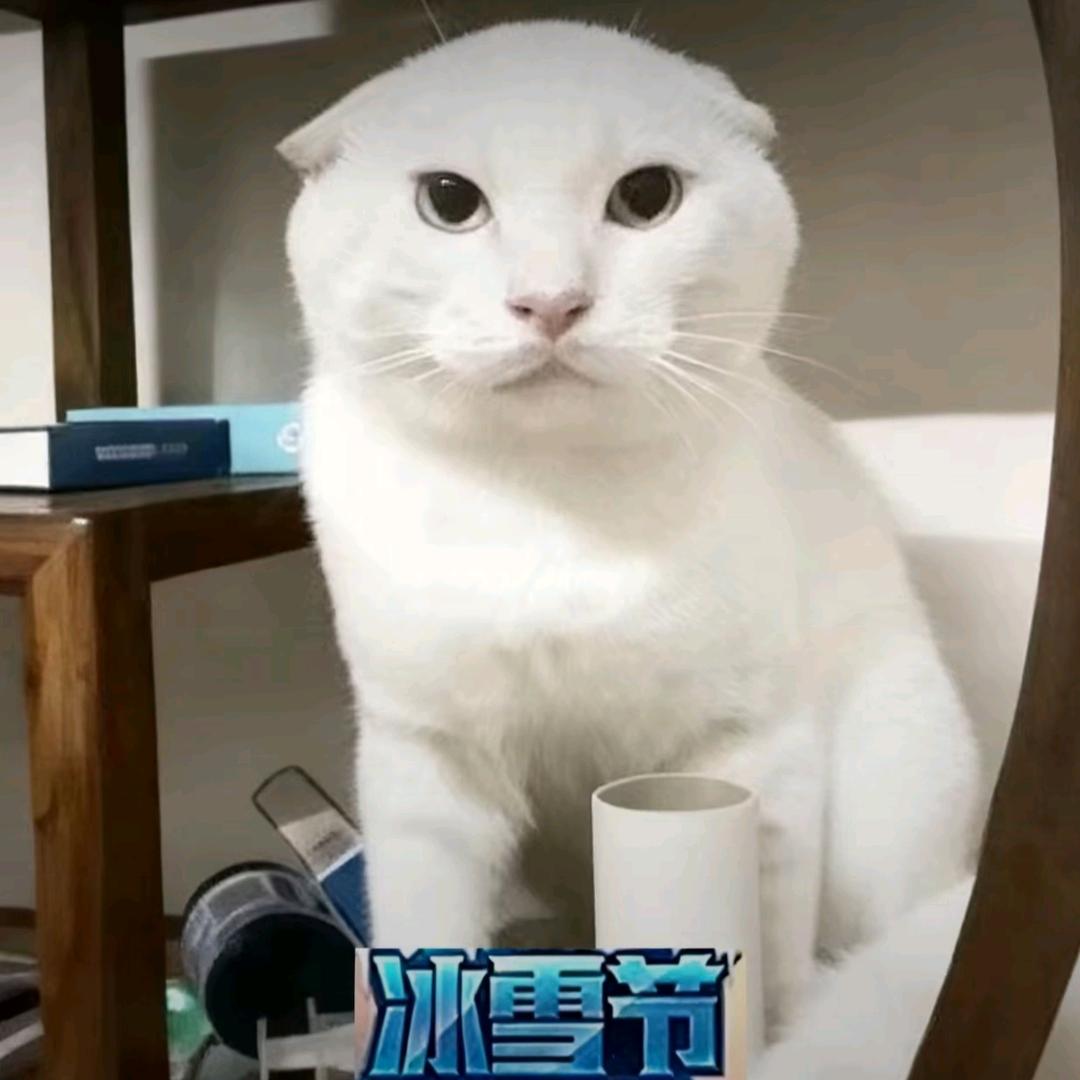 耄耋（冬季限定）头像
