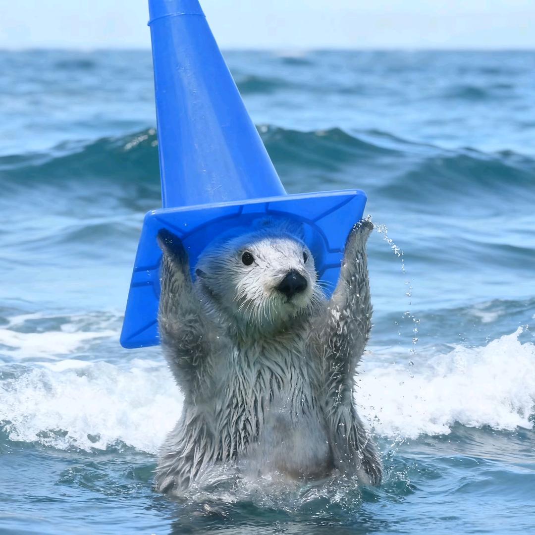 阿米嘎蒂朵喵喵