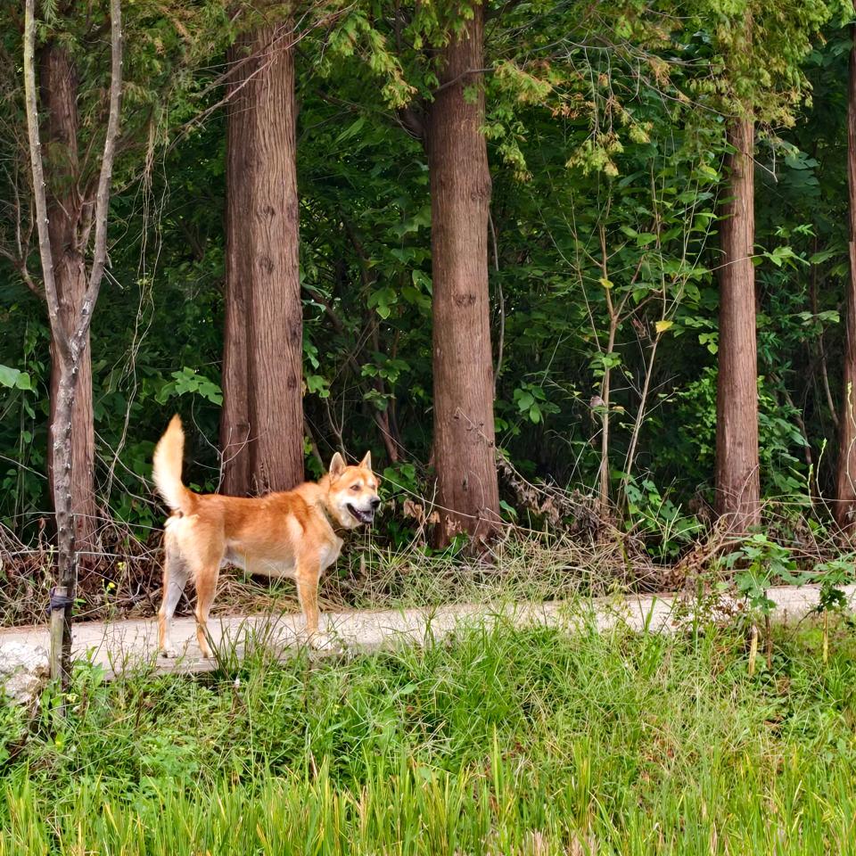 归朴田园（原生犬、虎斑犬）