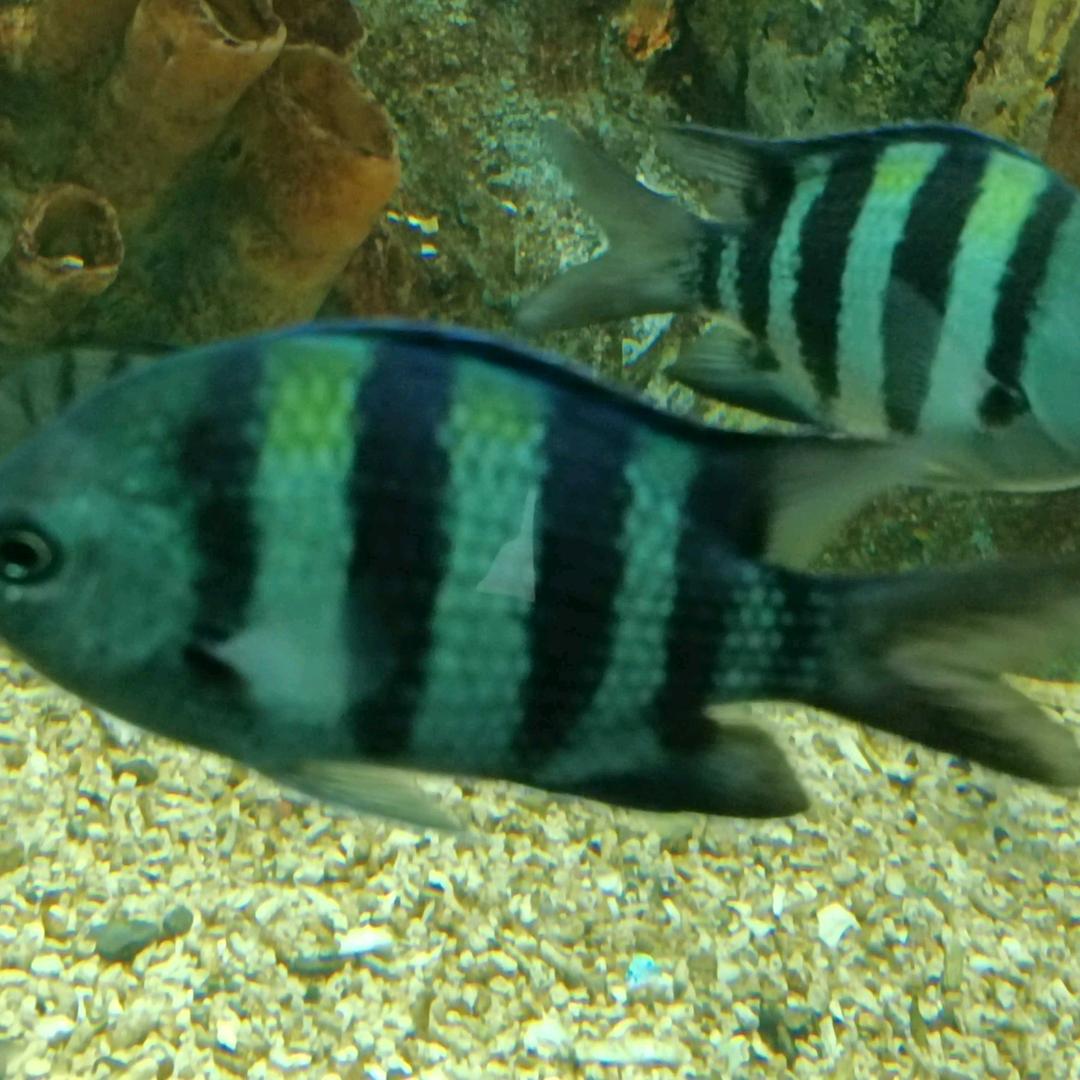 天天开心呀呀呀