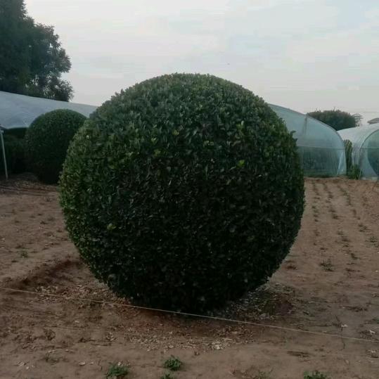 刚哥