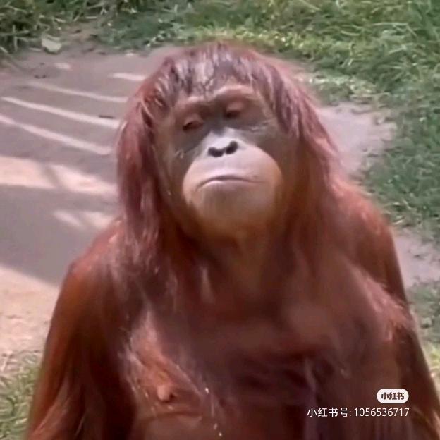 纯情母猩猩