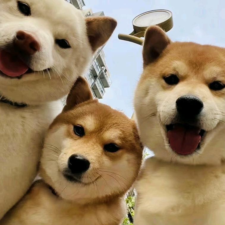 细狗的春天