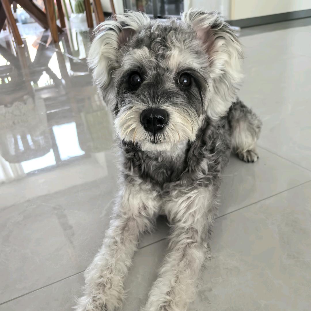 金豆是条狗