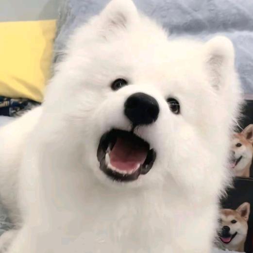 陌默