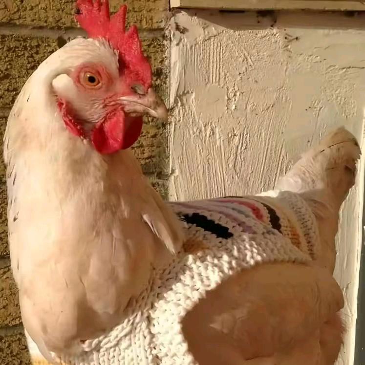 柏凯家禽养殖优品