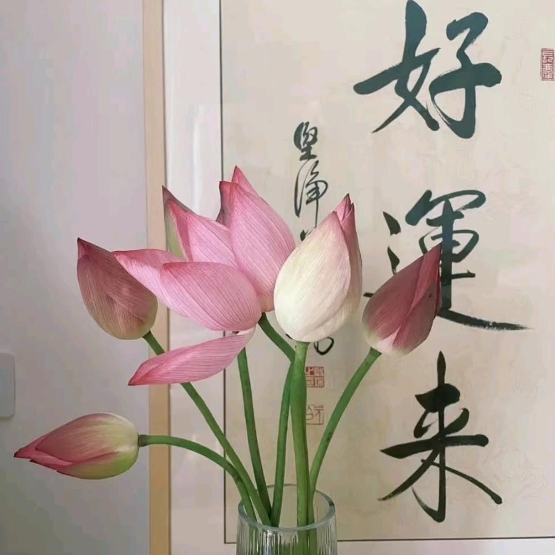 阳阳臻选