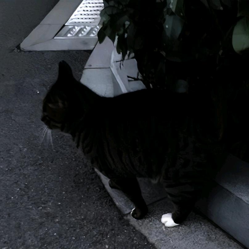 没有喙的野蛮人