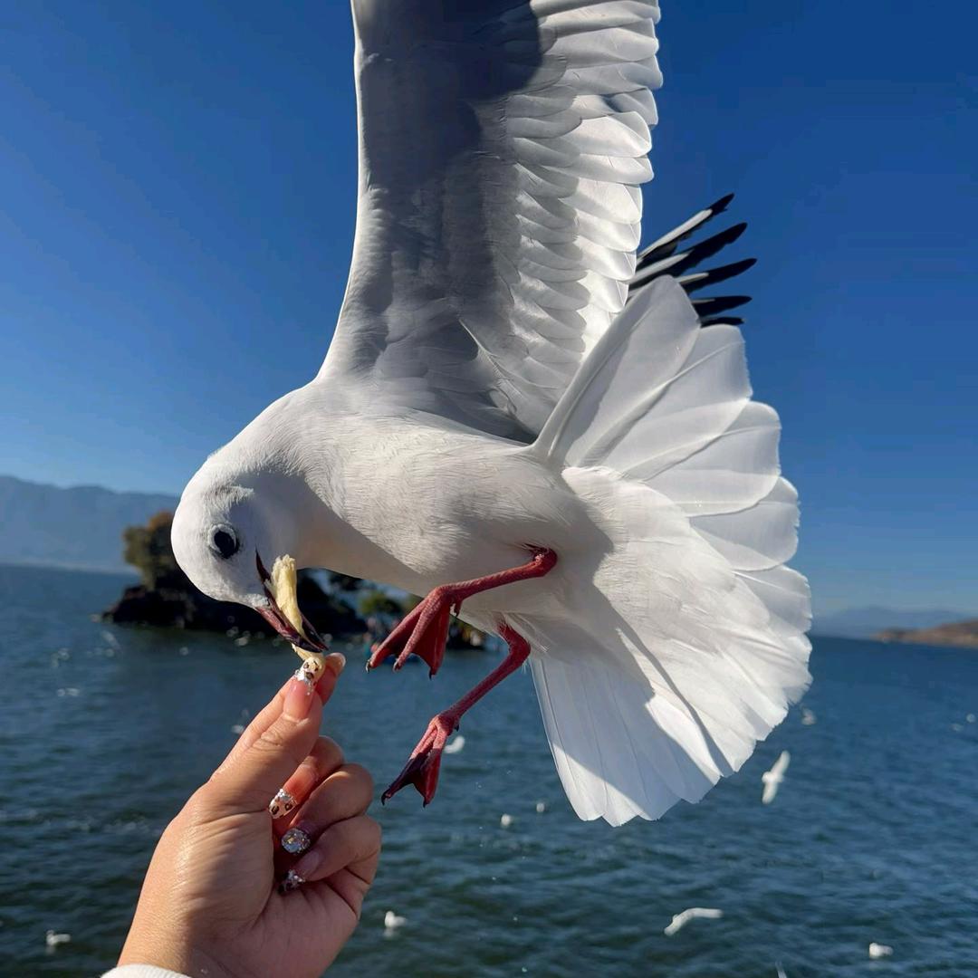 @白浅(小白浅)