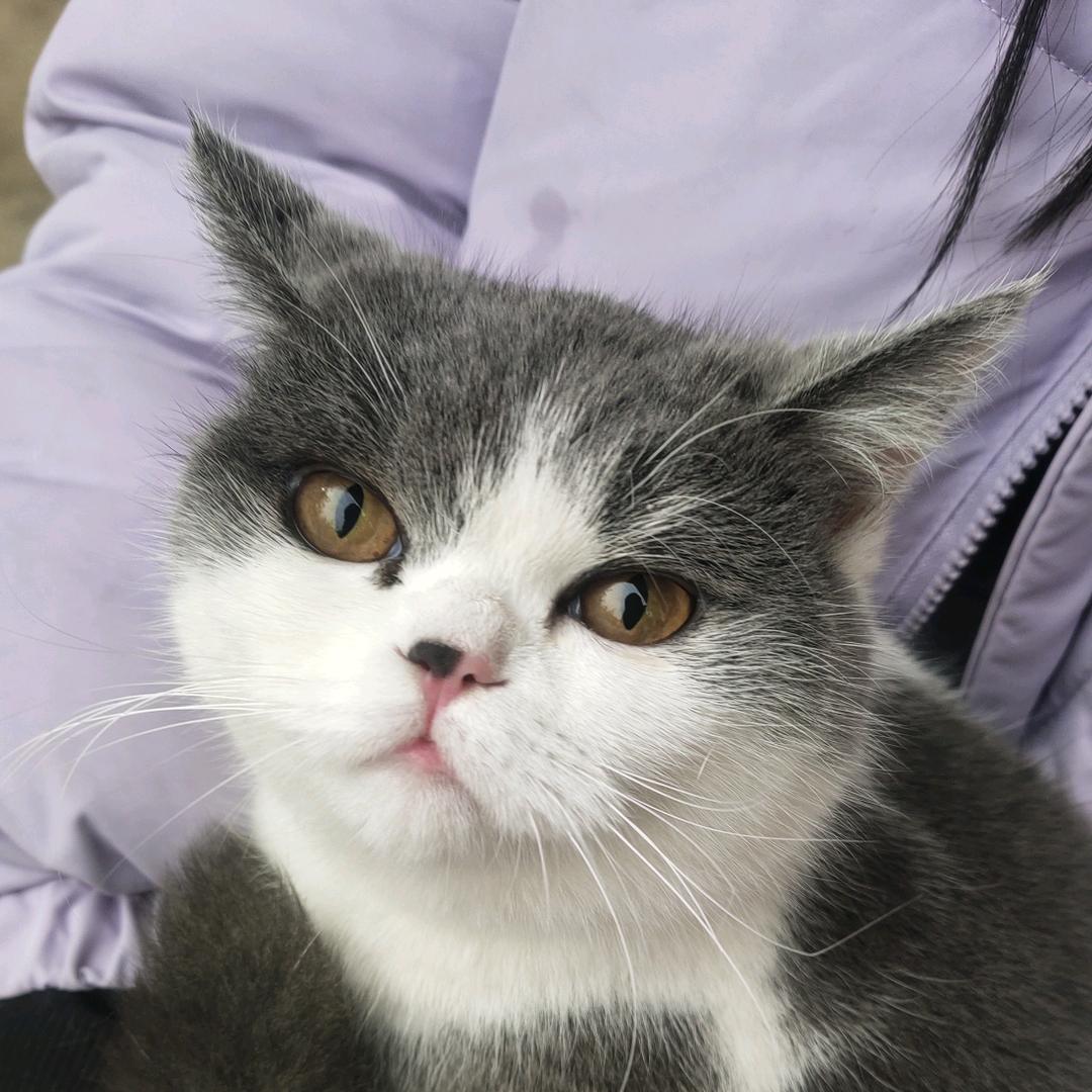 粉丝拿榜为林凡