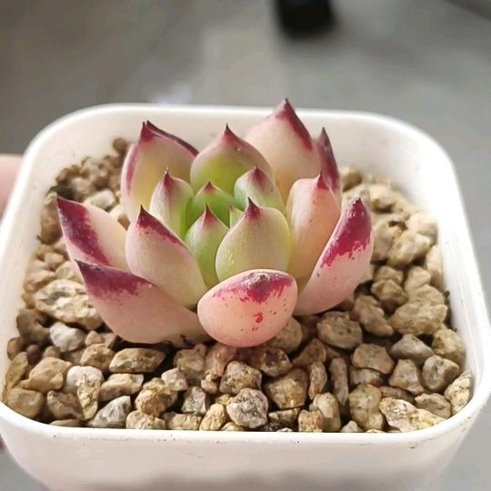 依依(˃ ⌑ ˂ഃ )