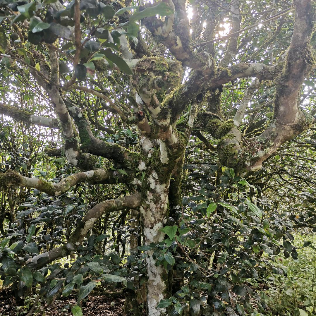 文哥普洱茶源头批发